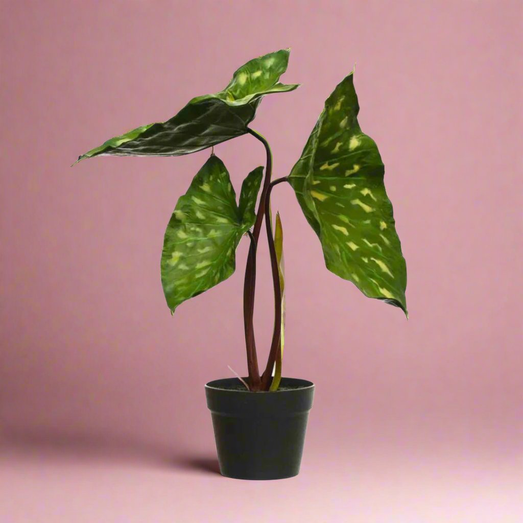 elephant ear plant fake Faux Elephant Ear Plant