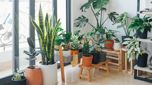 Indoor Plants that Thrive in Coastal Environments