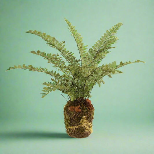13-inchfauxMaidenhairFern_idealforindoordecoration_providingalush_naturallookwithoutmaintenance_perfectforaddinggreenerytoanyroomorofficespace.